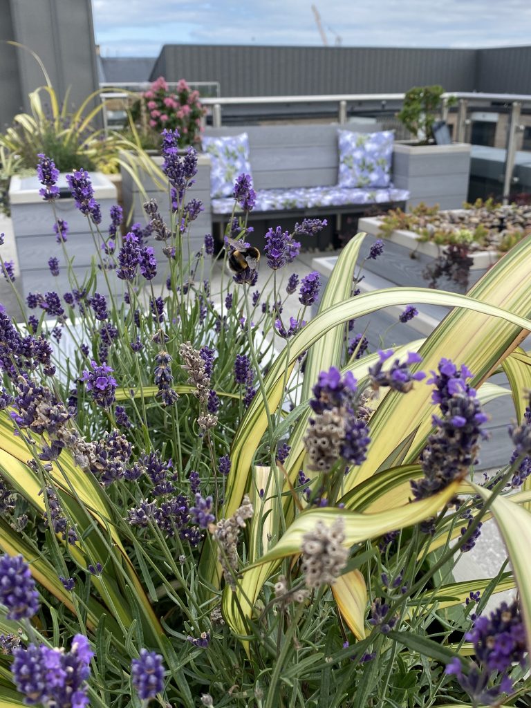 Lavender plants in a rooftop garden with cozy seating in Edinburgh.